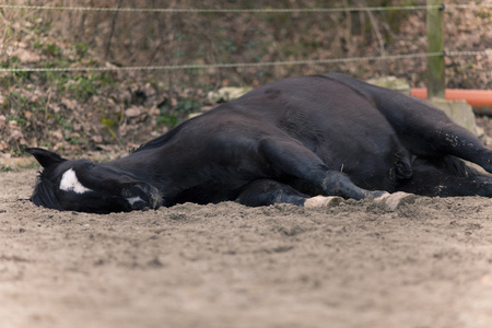 马躺在一边，睡在外面