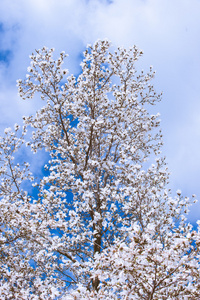 白色的玉兰花在春天图片