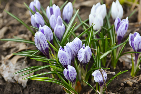 4 月番红花的照片