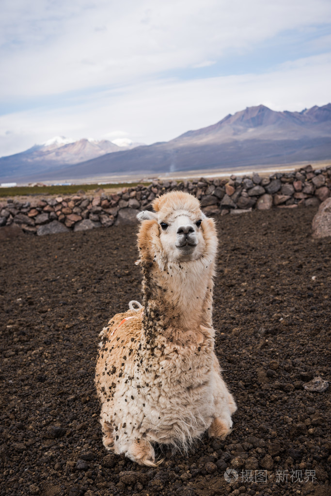 可爱的羊驼毛的肖像