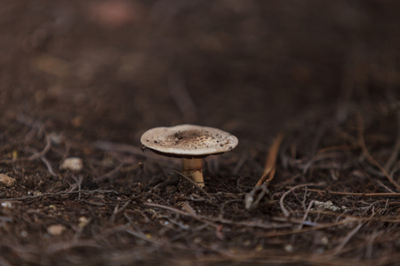 加利福尼亚真菌蘑菇生长在树下