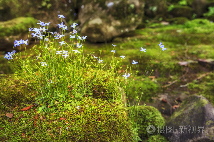 匍匐的蓝色的花在石头上的青苔