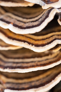 彩叶树种蘑菇上与自然背景美丽细节一个旧衣箱