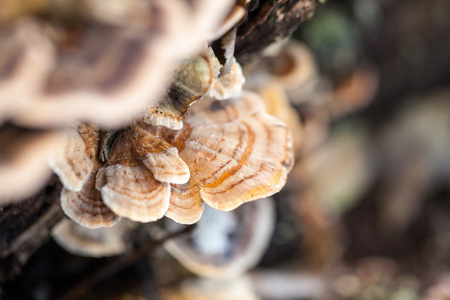 彩叶树种蘑菇上与自然背景美丽细节一个旧衣箱