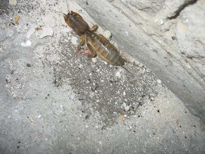 单个蜜蜂蜜蜂牛虻波姆比科肉蝇机构偶像放置,漫画方式白色上孤立的