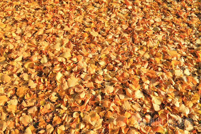 从落下的黄色叶子上的地毯