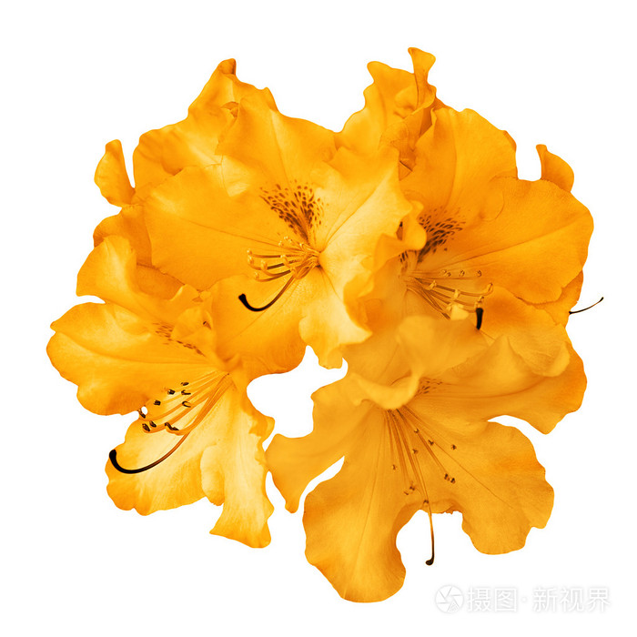 布什的橙色天竺葵花上白色孤立