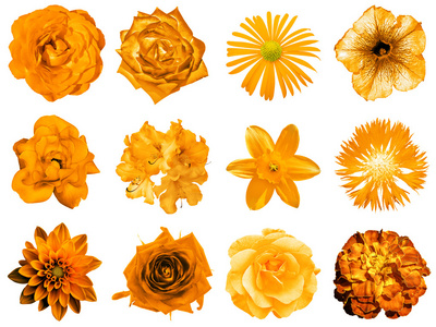 混拼贴的自然和超现实的橙花 12 在 1  牡丹 大丽花 报春 紫菀 雏菊 玫瑰 非洲菊 丁香 菊花 矢车菊