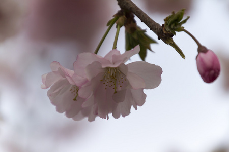 粉色的花树上