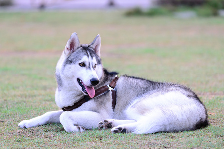西伯利亚雪橇犬，可爱的狗睡在公园的草地上