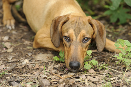 狗自然猎犬