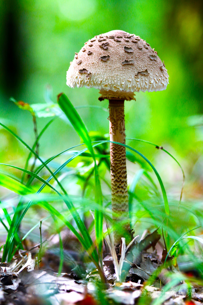 在森林里的蘑菇伞 macrolepiota procera