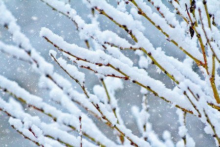 冬天下雪的树枝