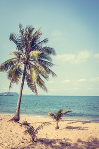 椰子树热带海滩上