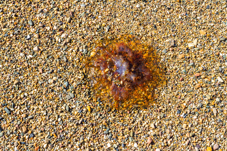 水母，在圆石滩上刺胞动物门