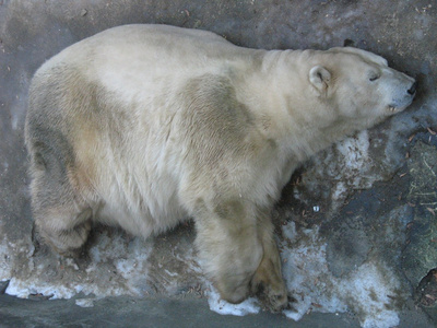 在动物园北极熊