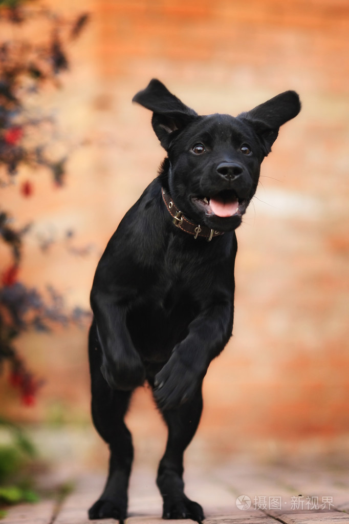 快乐有趣的黑色拉布拉多犬