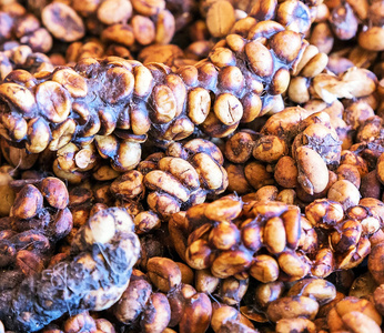 麝香猫果图片大全