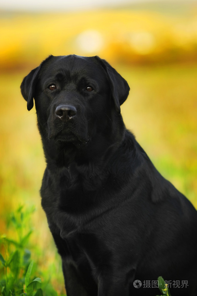 黑色犬品种图片大全图片