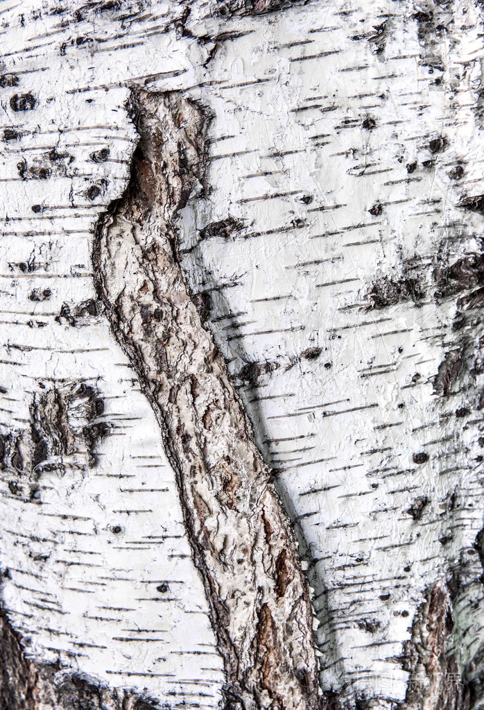 桦树皮纹理