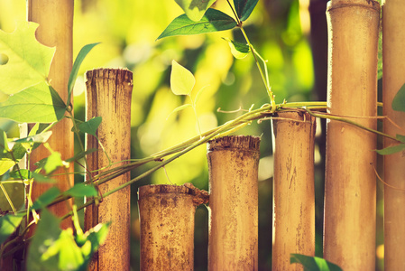 竹篱笆背景