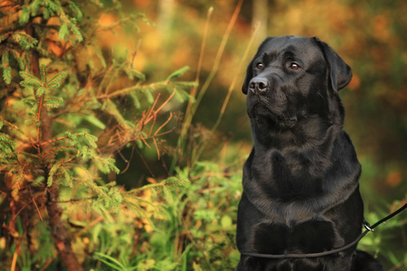 黑色的美丽犬种拉布拉多犬