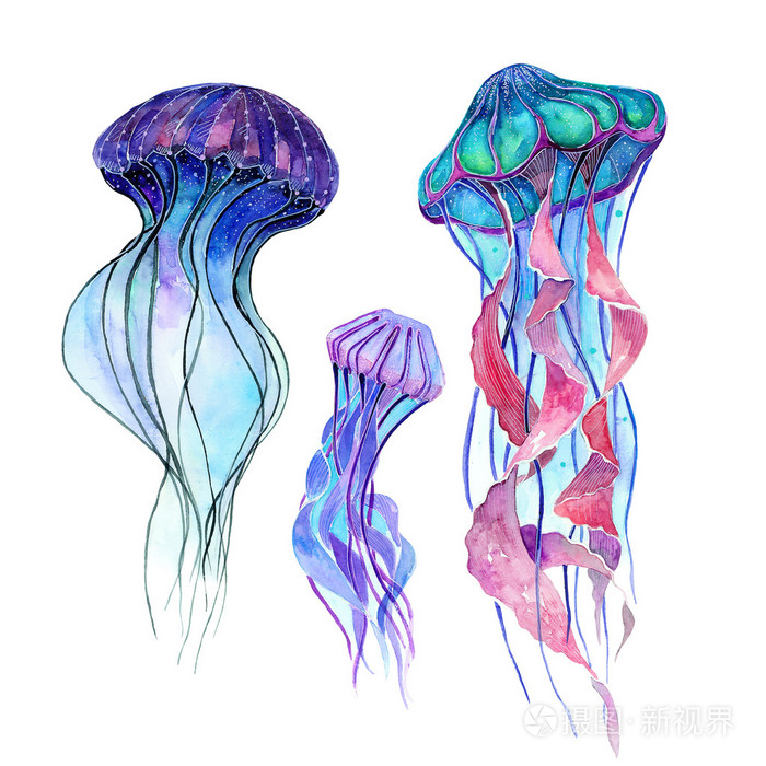 水母 水彩插图照片 正版商用图片1n1wkd 摄图新视界