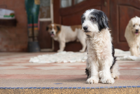 贵宾犬狗主人坐在等待