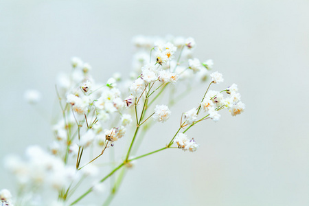 美丽的小白花满天星