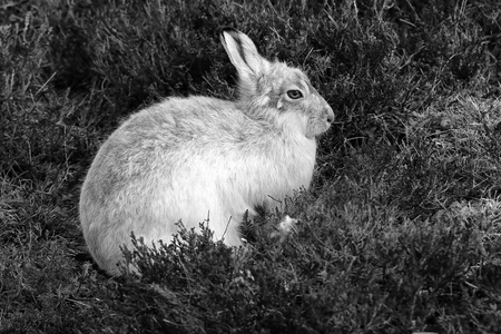 在希瑟的苏格兰山上山野兔 兔 timidus