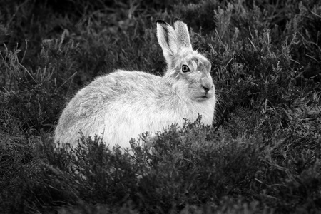 在希瑟的苏格兰山上山野兔 兔 timidus