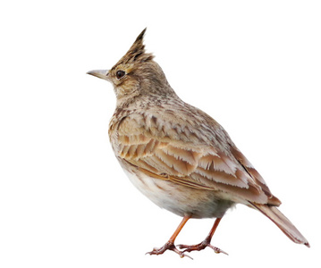 有形状的百灵鸟矢量卡通插图可爱的鸟叫