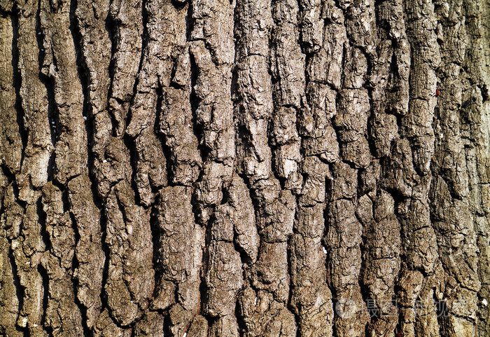 树树皮纹理