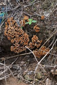 褐野蘑菇