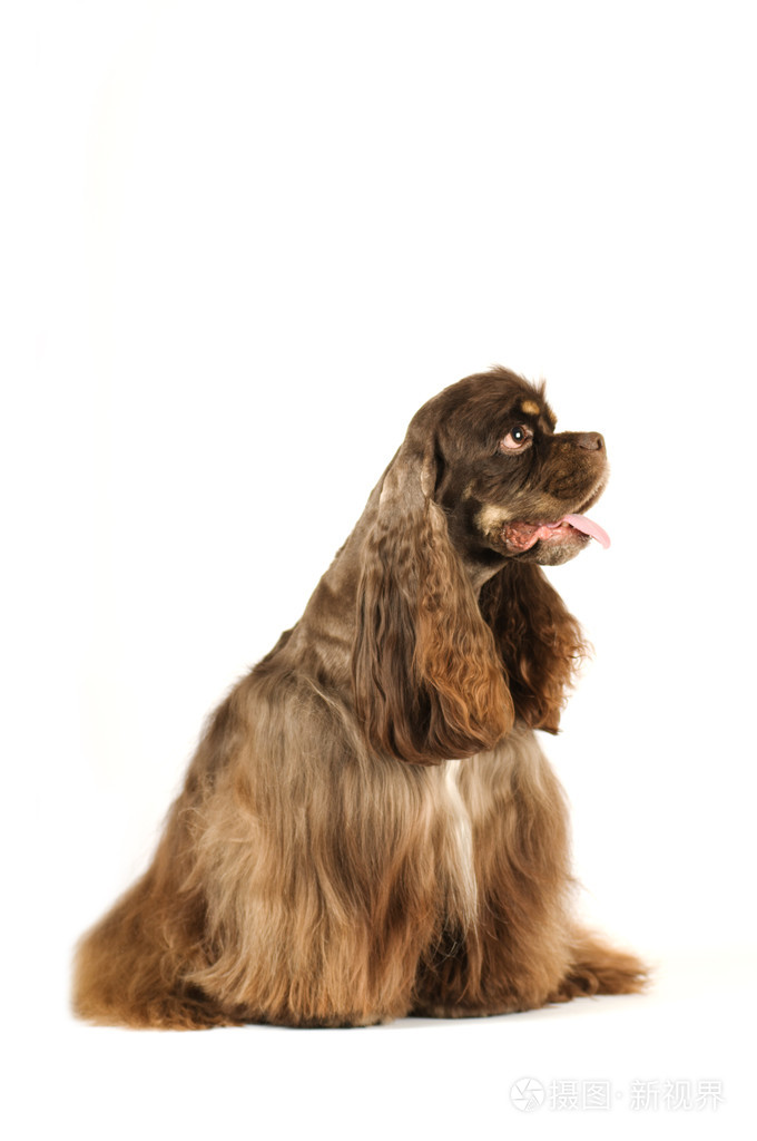 美国可卡犬肖像