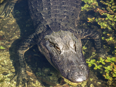 潜伏的短吻鳄在 Eeverglades 国家公园，佛罗里达州，美国