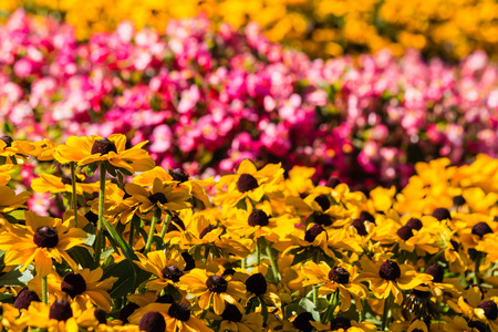 黄色和粉红色的花朵花坛