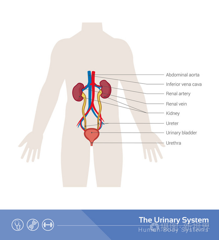 人体泌尿系统