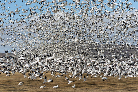 物以类聚人以群分图片