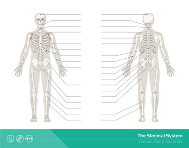 骨骼系统