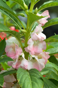 凤仙花凤仙花花开花