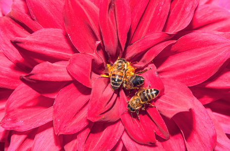 红色的花瓣上的蜜蜂