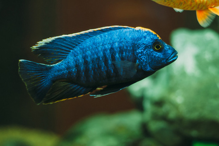 鱼缸水族箱图片