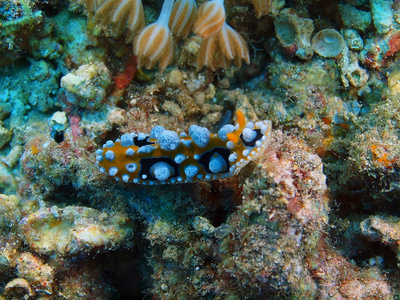 真正的海蛞蝓，巴厘岛，佩母德兰