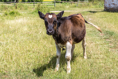 小牛犊站在绿草如茵的球场上