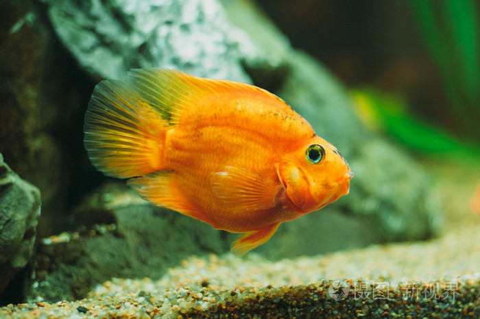 观赏鱼金鱼