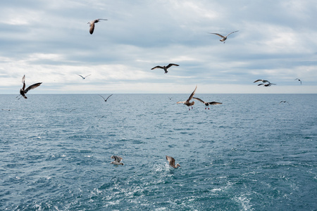 海鸥飞过沧海图片