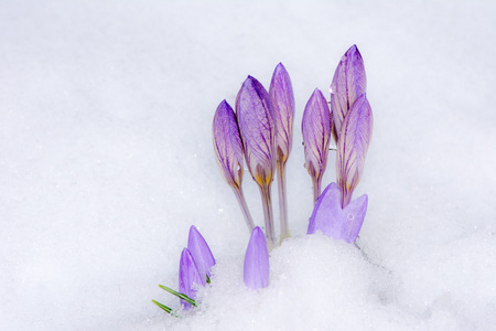 在雪中的紫色红花