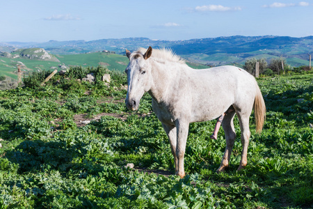 很兴奋,因为勃起的阴茎的白马照片