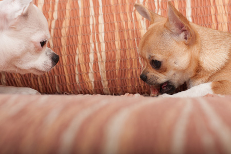 两只吉娃娃狗躺在沙发上与耐嚼治疗